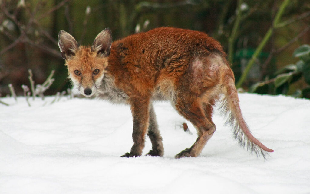 How to Administer Mange Medicine to a Fox: Effective Tips That Work