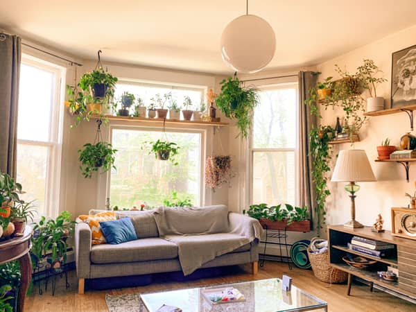 The Power of Indoor Plants